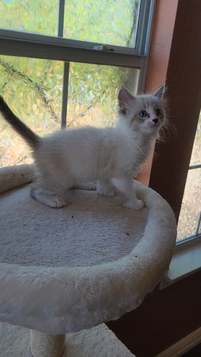 Enlarge Smooch (long-haired snowshoe)- Preadoption ONLY, an adopted mixed breed in Allen, TX video 3/6