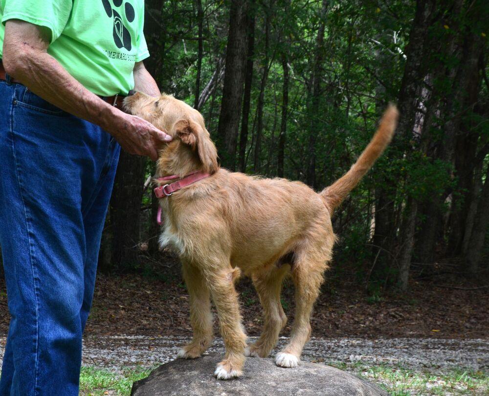 Sandy, Adoptable, Young Female Labradoodle.