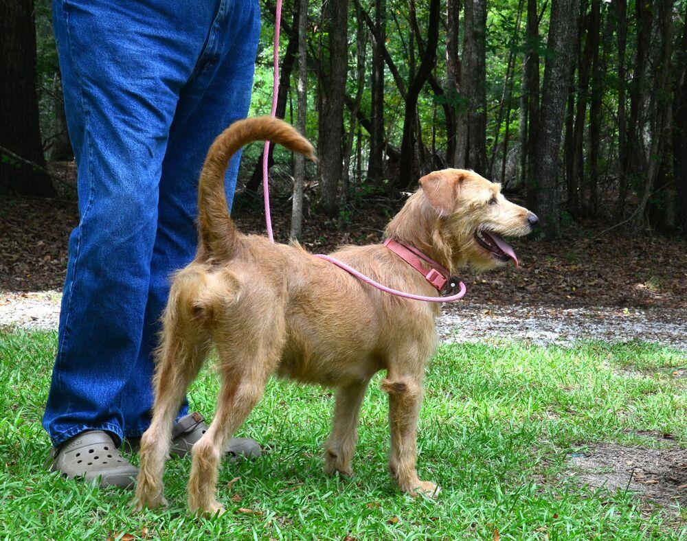 Enlarge Sandy, a Adoptable mixed breed in Willingboro, NJ image 2/6