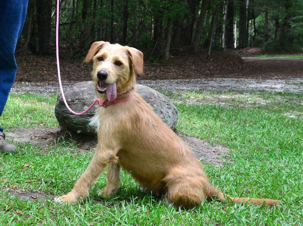 Enlarge Sandy, a Adoptable mixed breed in Willingboro, NJ image 3/6