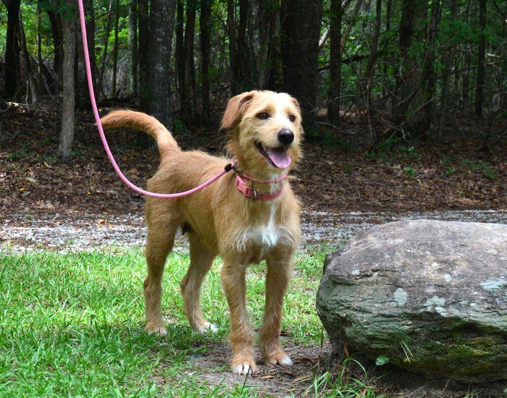 Enlarge Sandy, a Adoptable mixed breed in Willingboro, NJ image 4/6