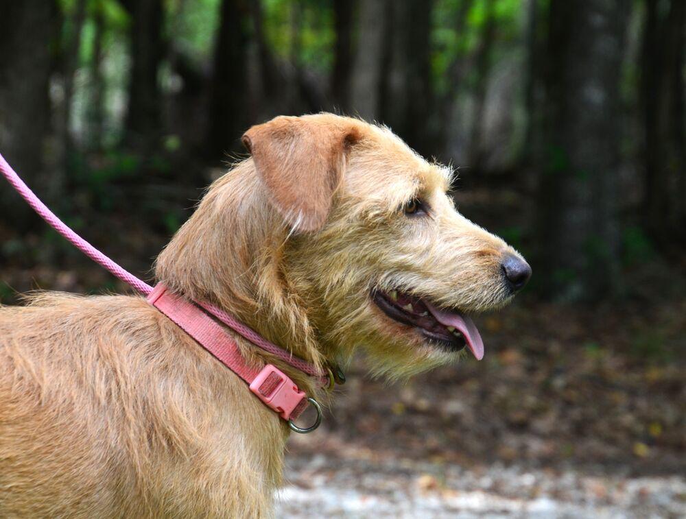 Enlarge Sandy, a Adoptable mixed breed in Willingboro, NJ image 5/6