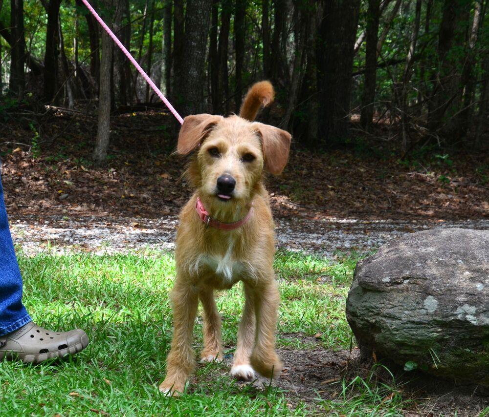 Enlarge Sandy, a Adoptable mixed breed in Willingboro, NJ image 6/6