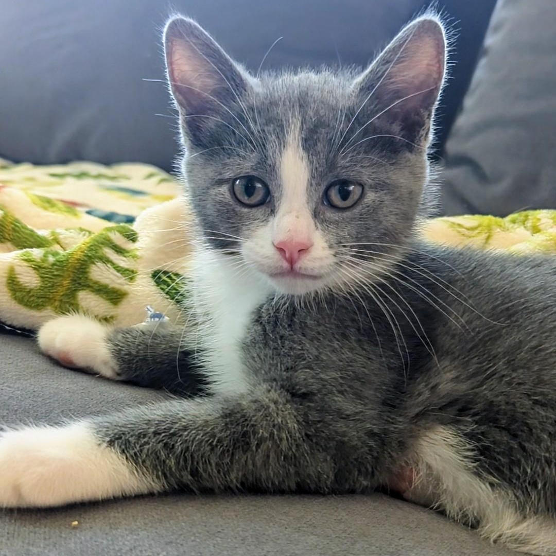 Evie, Baby Female Domestic Short Hair