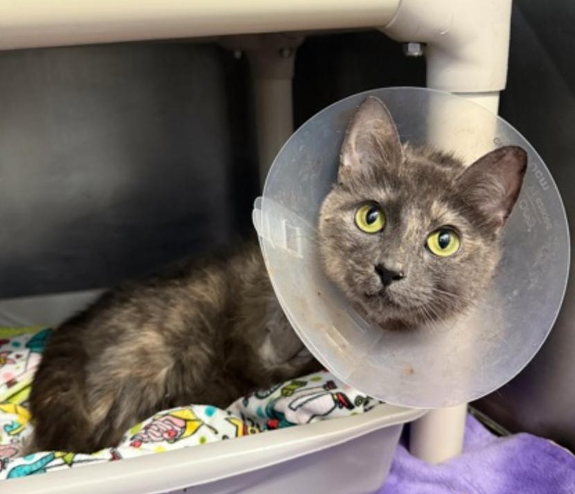 Spud McKensie, ADOPTABLE, Adult Female Domestic Short Hair.
