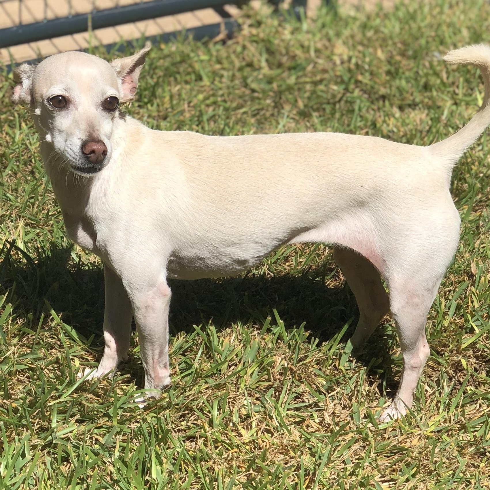 Enlarge Lilly, a Adoptable Chiweenie in Magnolia Springs, AL image 6/6