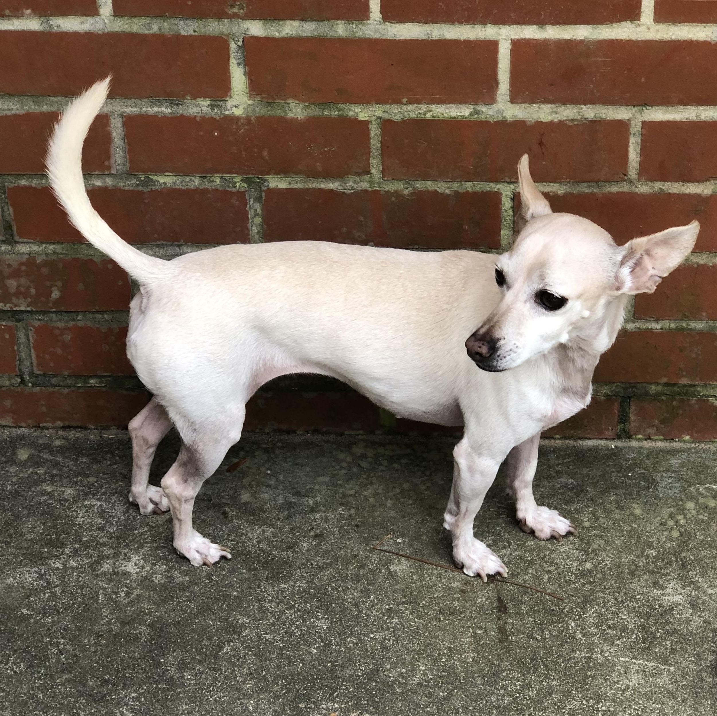 Enlarge Lilly, a Adoptable Chiweenie in Magnolia Springs, AL image 2/6