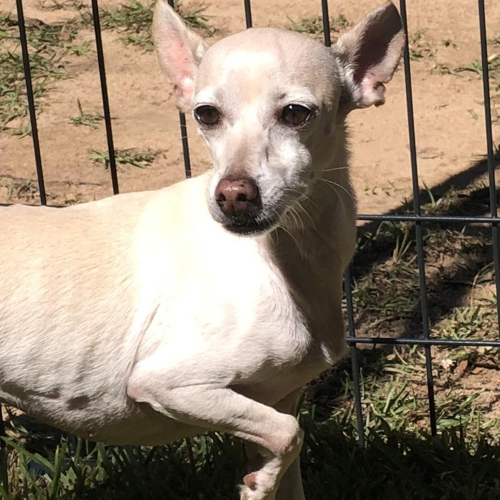 Enlarge Lilly, a Adoptable Chiweenie in Magnolia Springs, AL image 4/6