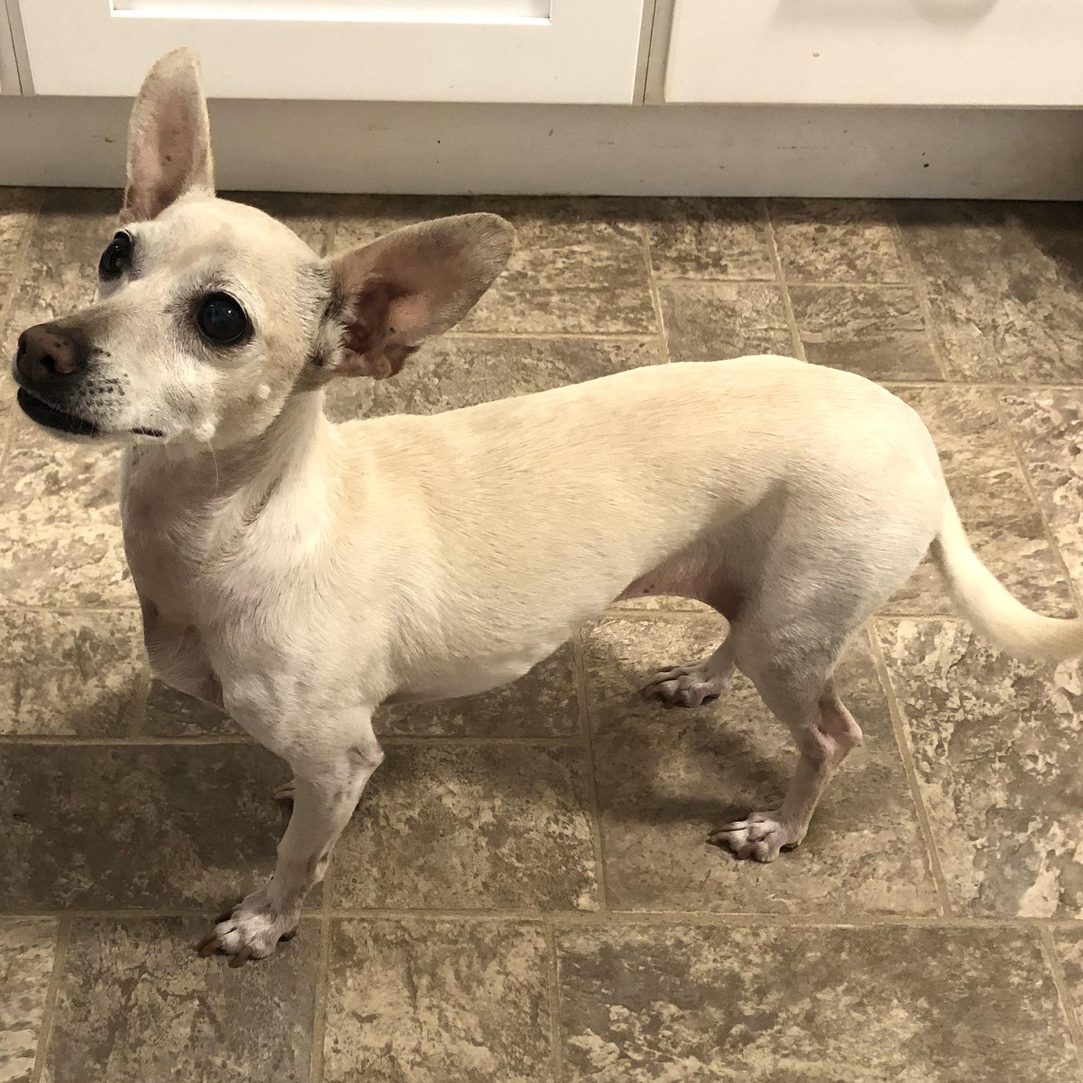 Enlarge Lilly, a Adoptable Chiweenie in Magnolia Springs, AL image 5/6