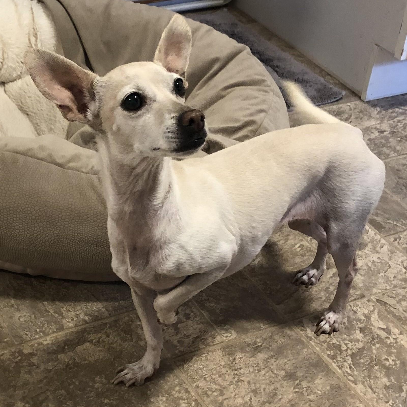 Enlarge Lilly, a Adoptable Chiweenie in Magnolia Springs, AL image 3/6