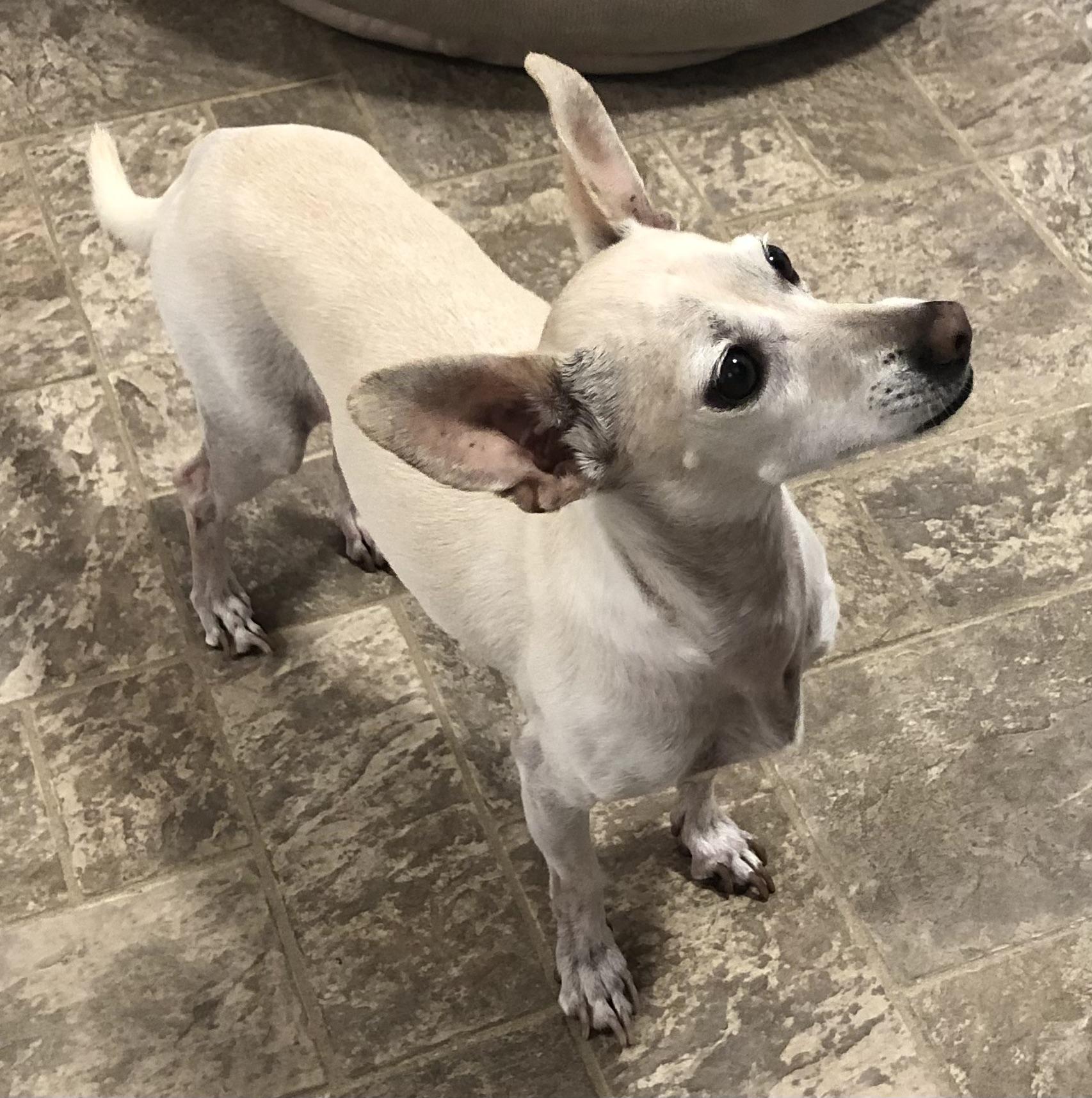 Enlarge Lilly, a Adoptable Chiweenie in Magnolia Springs, AL image 1/6