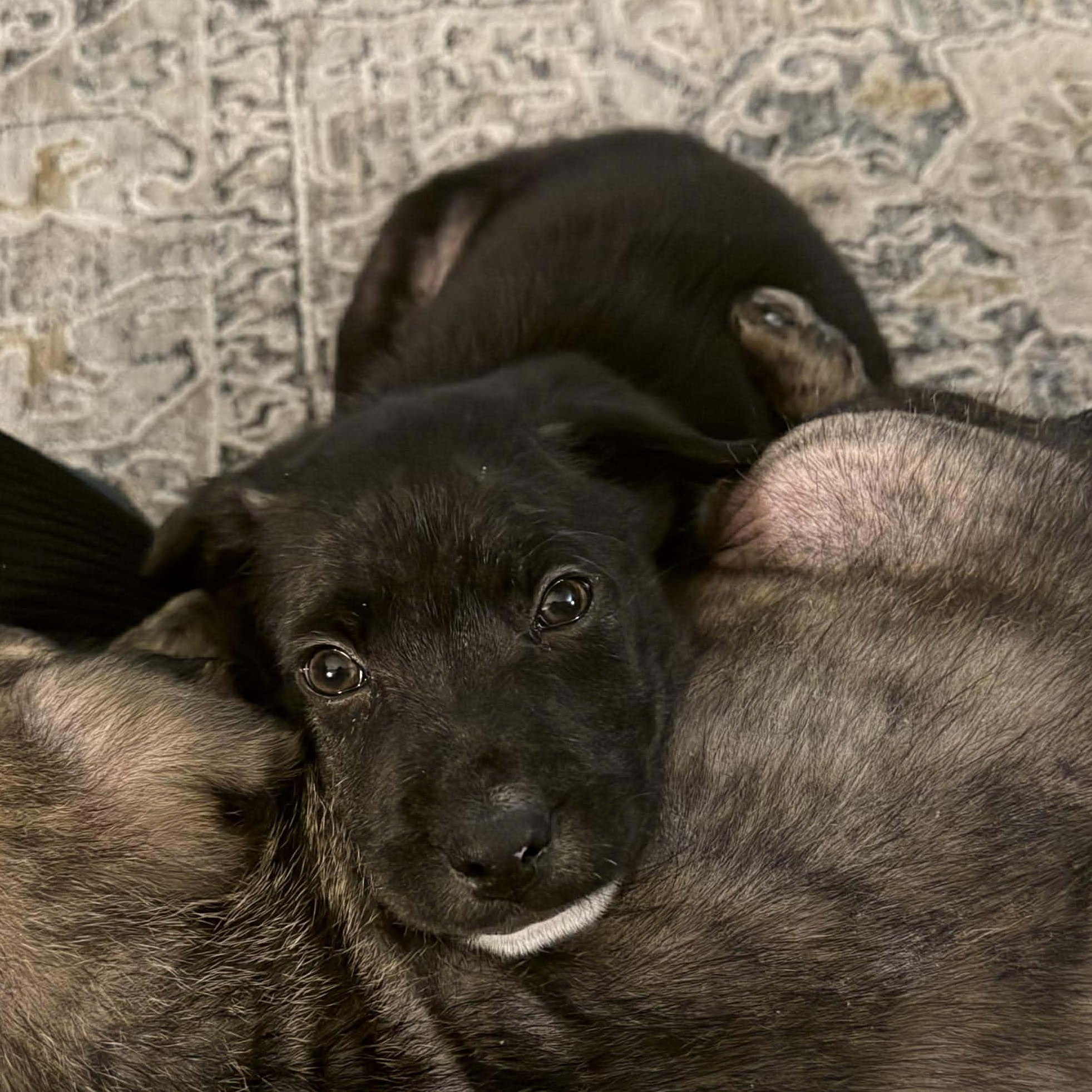 Bert, ADOPTABLE, Puppy Male Mixed Breed.