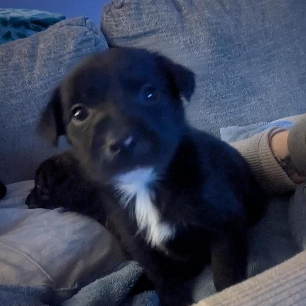 Bert, a ADOPTABLE Mixed Breed in Rochester, NY image 4/5