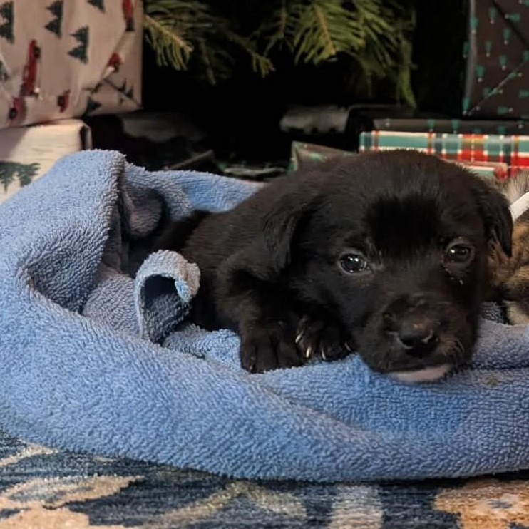 Bert, a ADOPTABLE Mixed Breed in Rochester, NY image 3/5