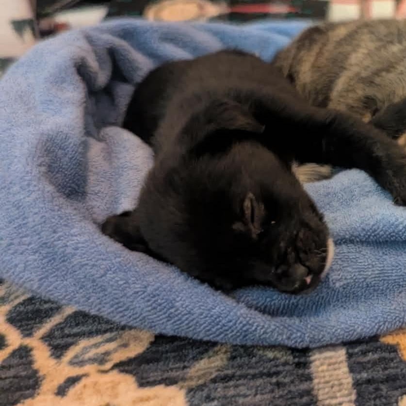 Bert, a ADOPTABLE Mixed Breed in Rochester, NY image 5/5