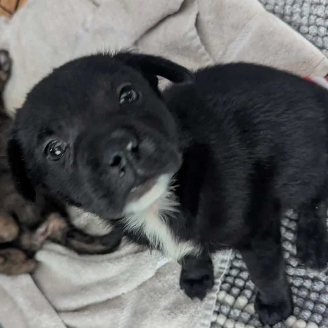 Bert, a ADOPTABLE Mixed Breed in Rochester, NY image 2/5