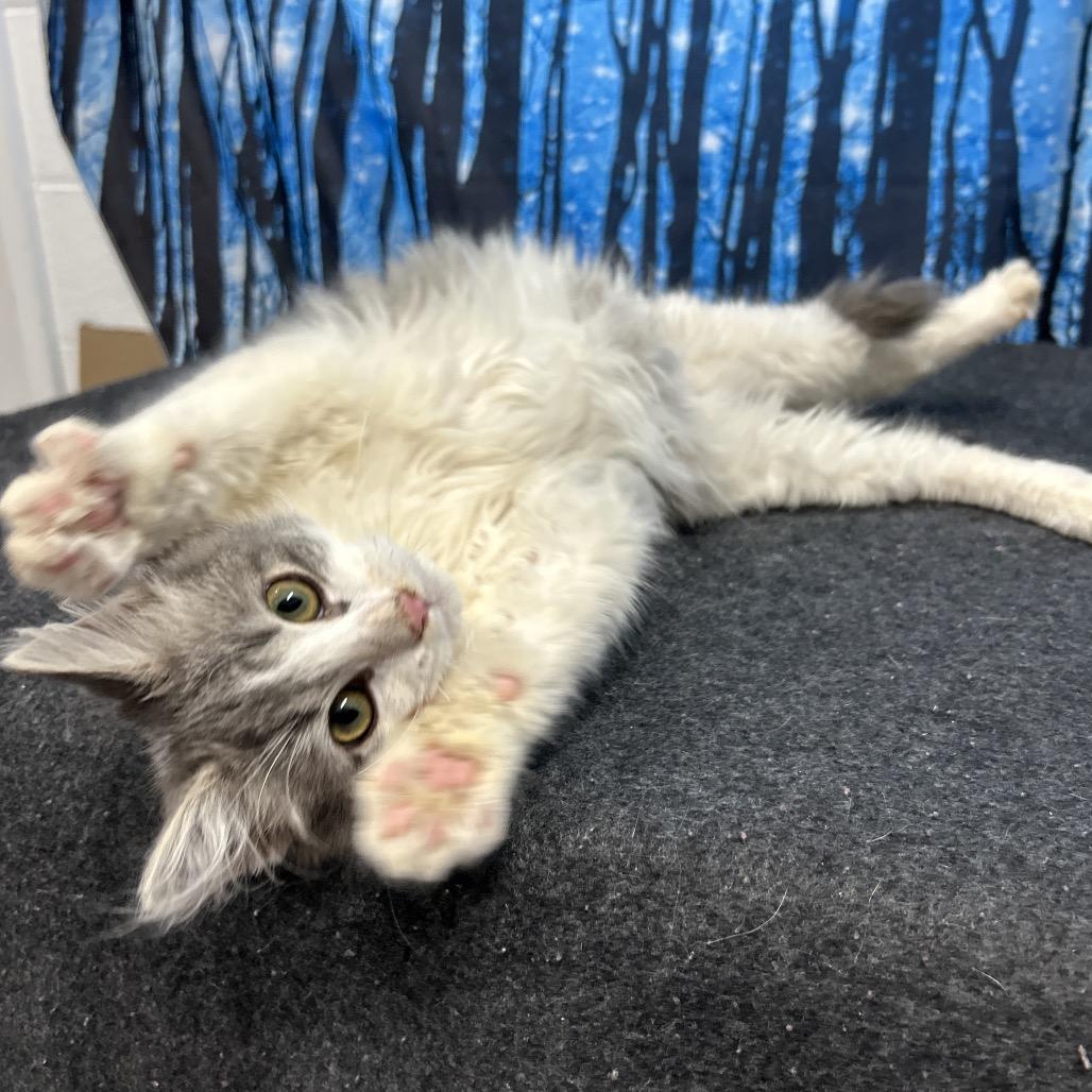 Doc, Adoptable, Kitten Male Domestic Long Hair.