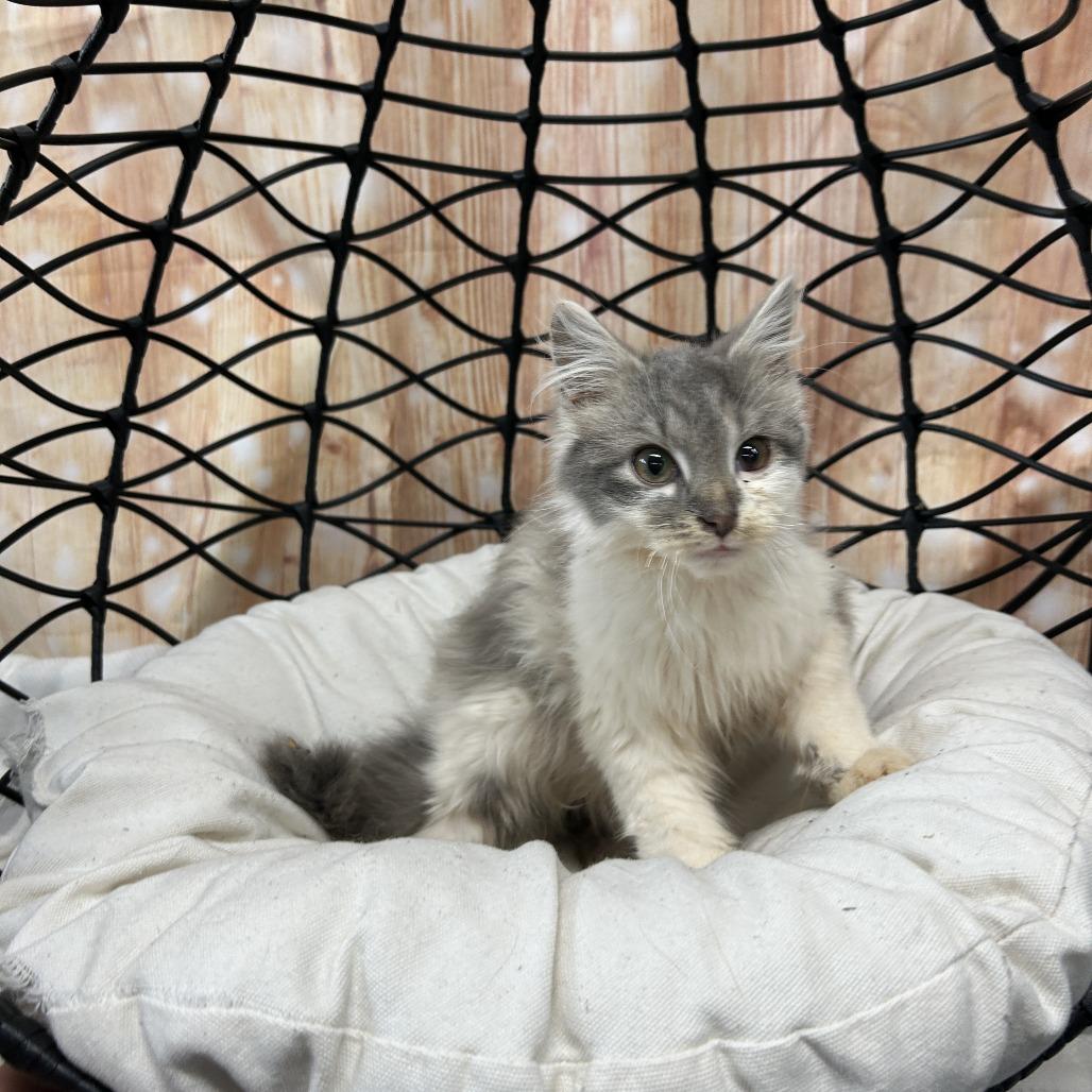 Doc, Adoptable, Kitten Male Domestic Long Hair.