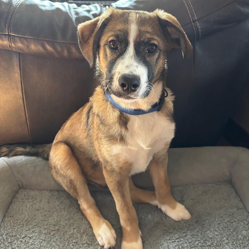 Enlarge Tiramisu, a Adoptable Mixed Breed in Gilbert, MN image 3/6