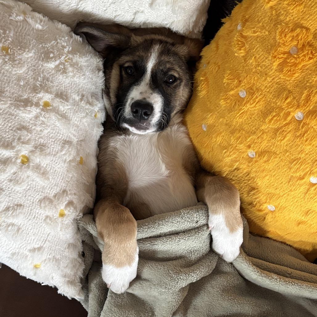 Enlarge Tiramisu, a Adoptable Mixed Breed in Gilbert, MN image 4/6