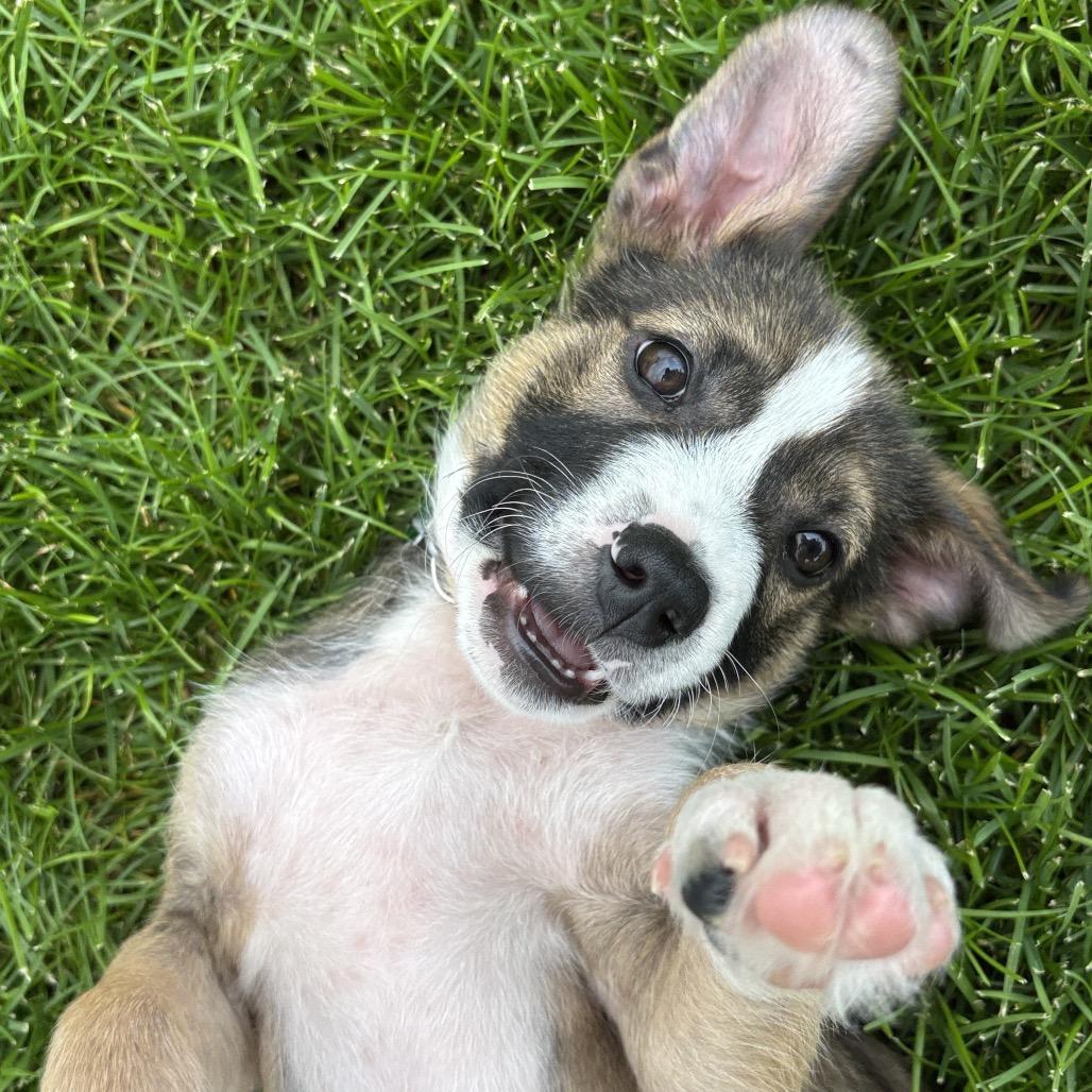Tiramisu, Adoptable, Puppy Male Mixed Breed.