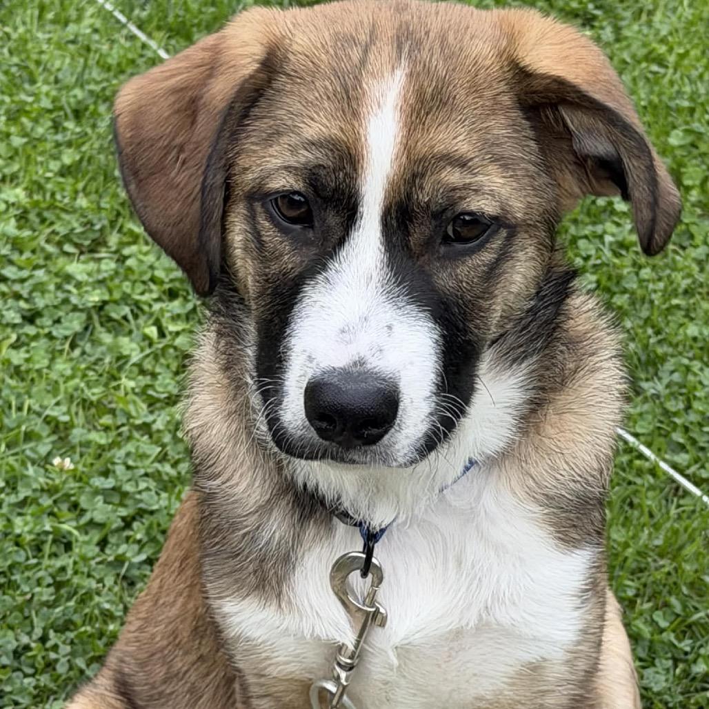 Enlarge Tiramisu, a Adoptable Mixed Breed in Gilbert, MN image 2/6
