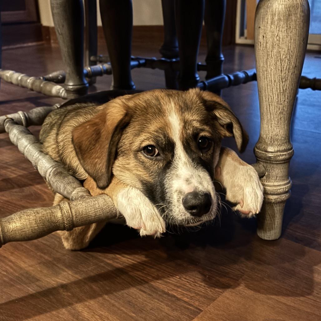 Enlarge Tiramisu, a Adoptable Mixed Breed in Gilbert, MN image 5/6