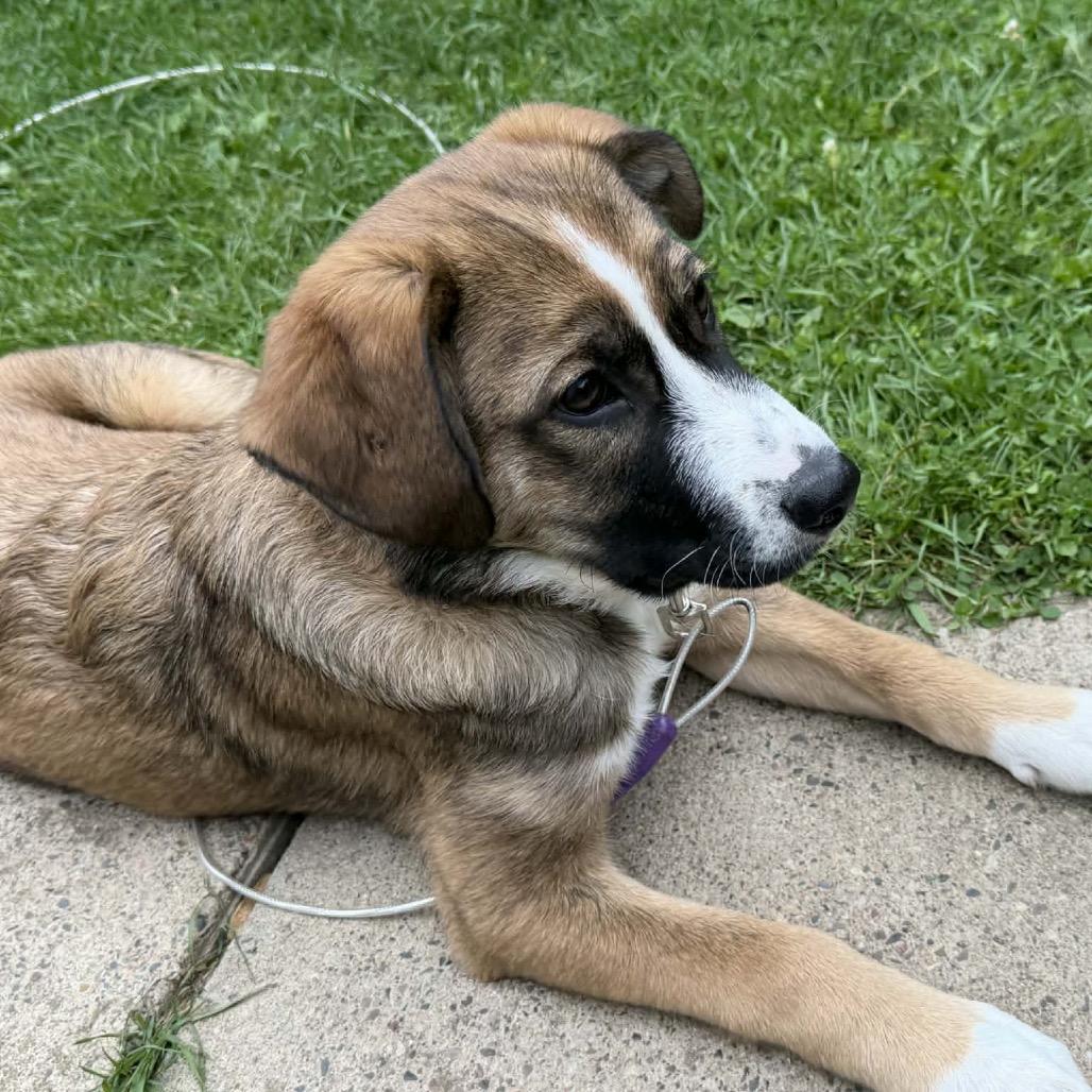 Enlarge Tiramisu, a Adoptable Mixed Breed in Gilbert, MN image 6/6