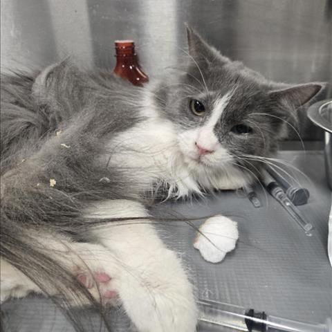 Lily, Adoptable, Adult Female Domestic Long Hair.