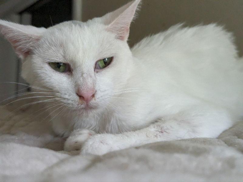 Enlarge Creampuff, a Adopted Domestic Short Hair in Niles, MI image 2/3