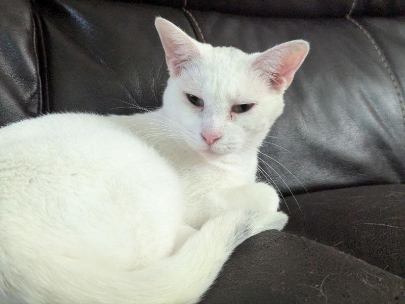 Enlarge Creampuff, a Adopted Domestic Short Hair in Niles, MI image 3/3