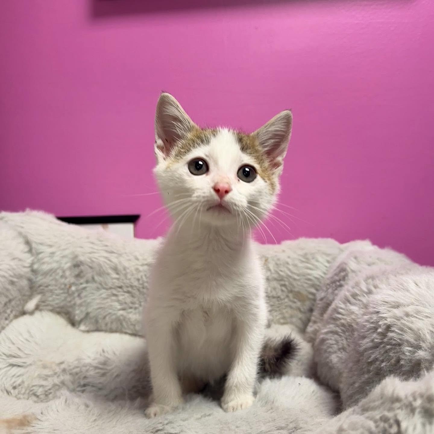 Cuddles, ADOPTABLE, Kitten Male Domestic Short Hair.