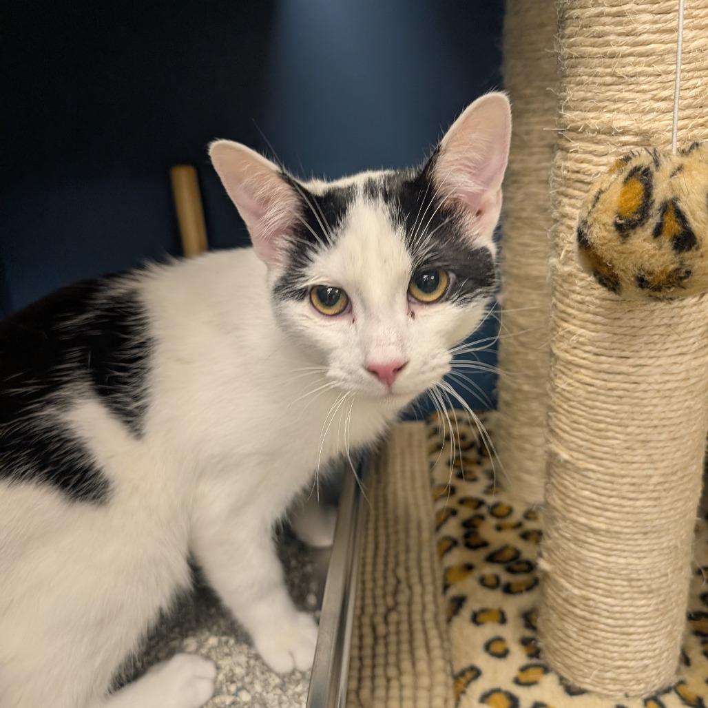 Joe, Adoptable, Young Male Domestic Short Hair.