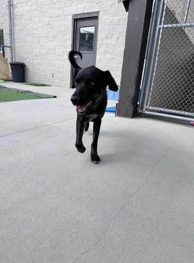 Penny, Adoptable, Young Female Australian Cattle Dog / Blue Heeler.