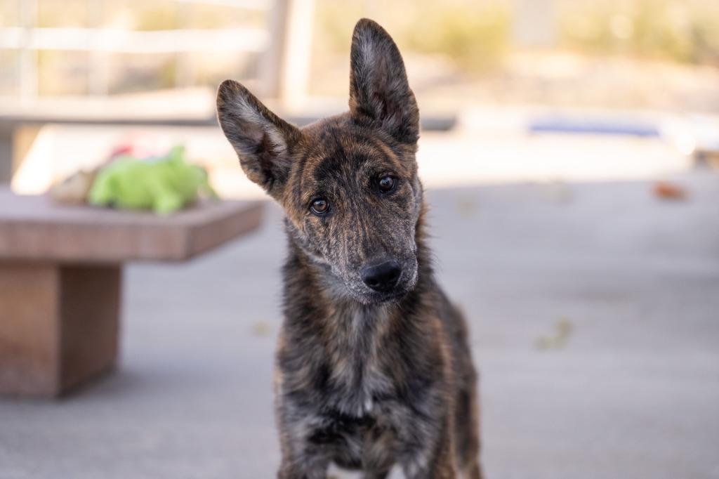 Enlarge Drew, a Adoptable Shepherd in Twentynine Palms, CA image 1/5