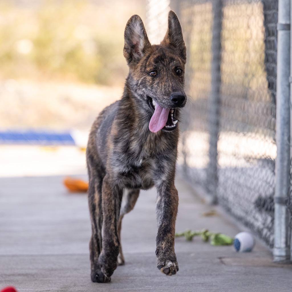 Enlarge Drew, a Adoptable Shepherd in Twentynine Palms, CA image 2/5