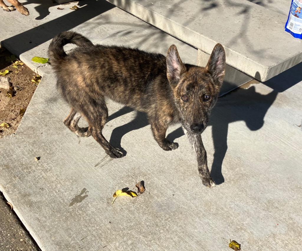 Enlarge Drew, a Adoptable Shepherd in Twentynine Palms, CA image 5/5