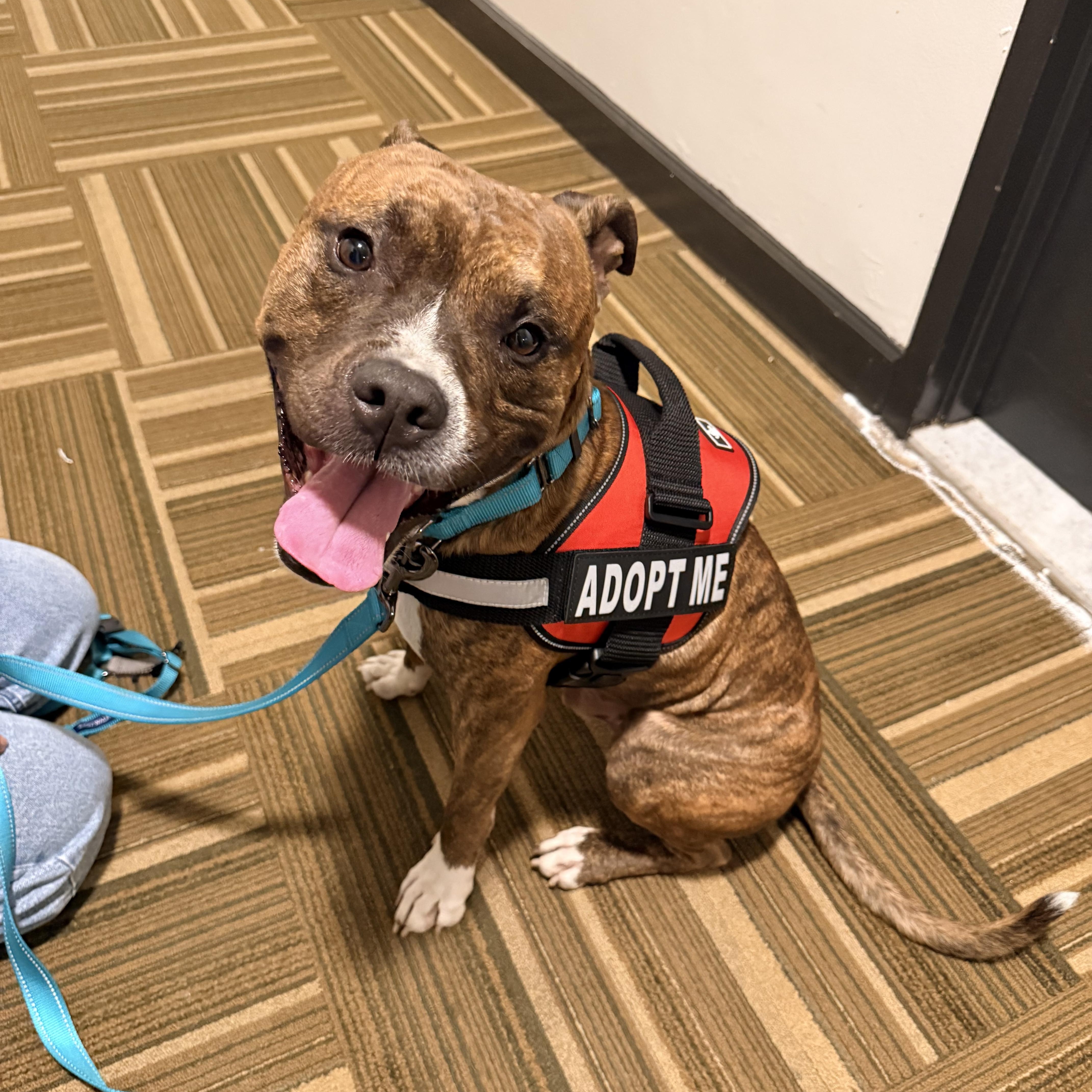 Enlarge Denver (Benito), a Adopted mixed breed in Newark, NJ image 3/4