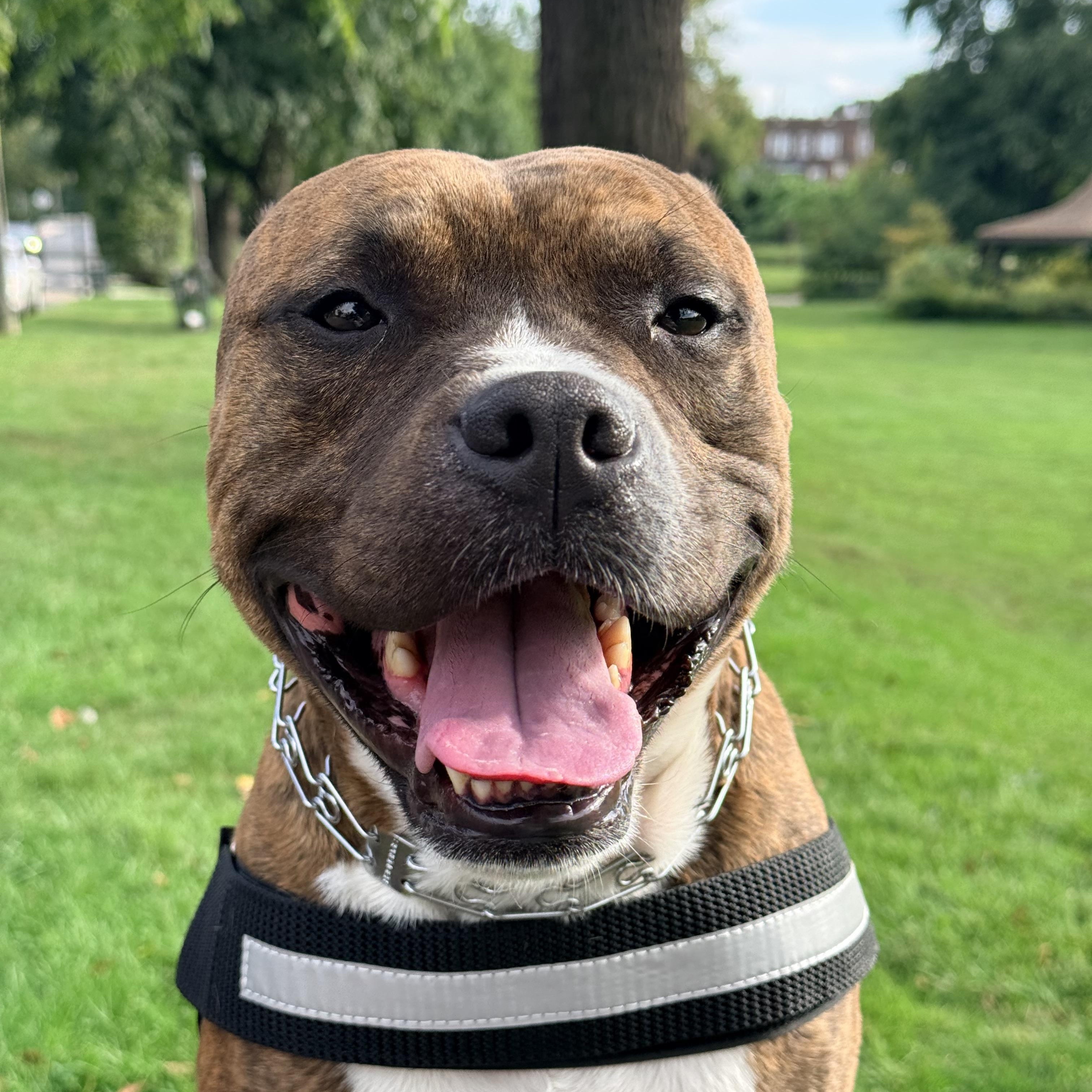 Enlarge Denver (Benito), a Adopted mixed breed in Newark, NJ image 2/4