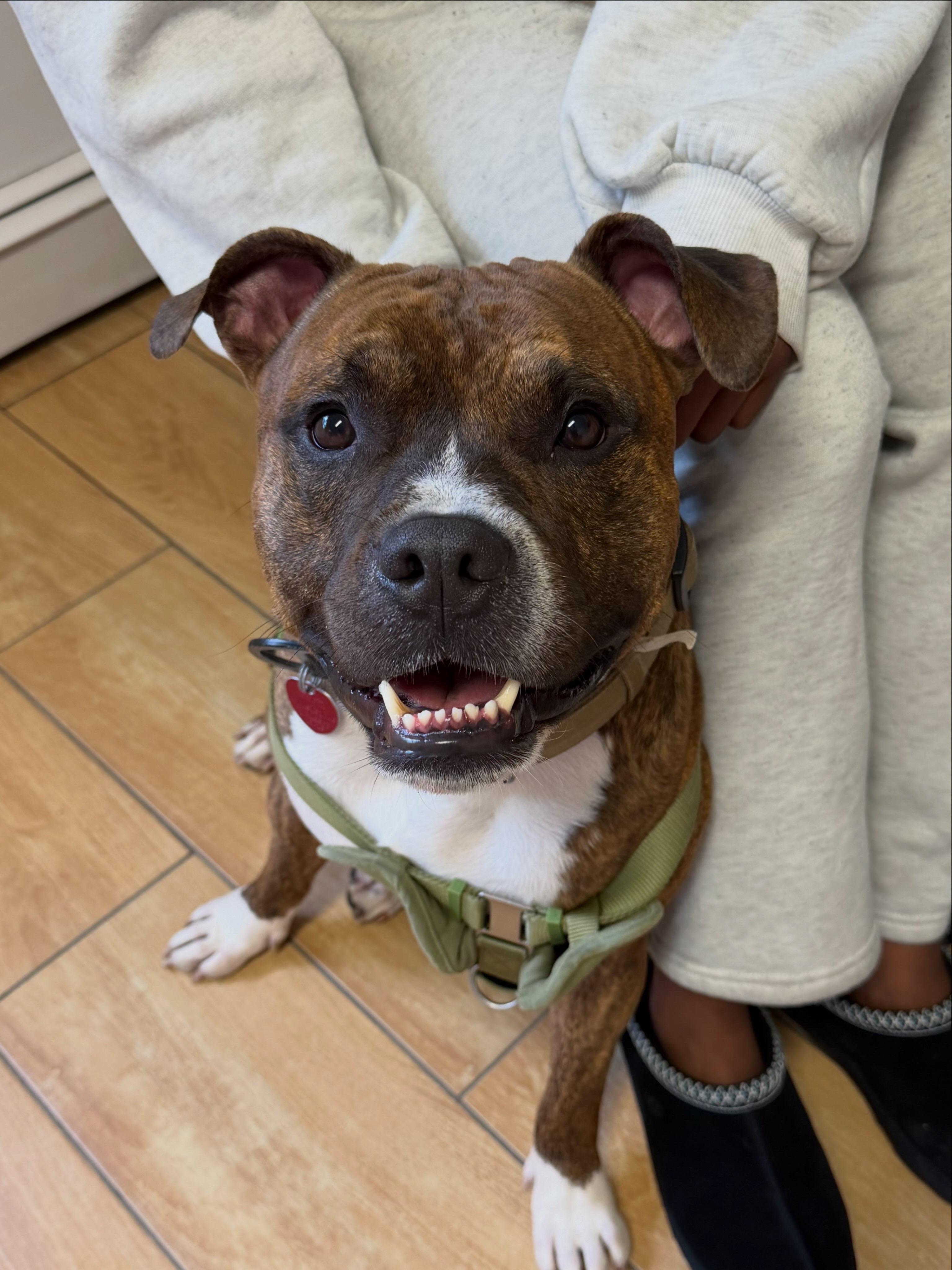 Enlarge Denver (Benito), a Adopted mixed breed in Newark, NJ image 4/4