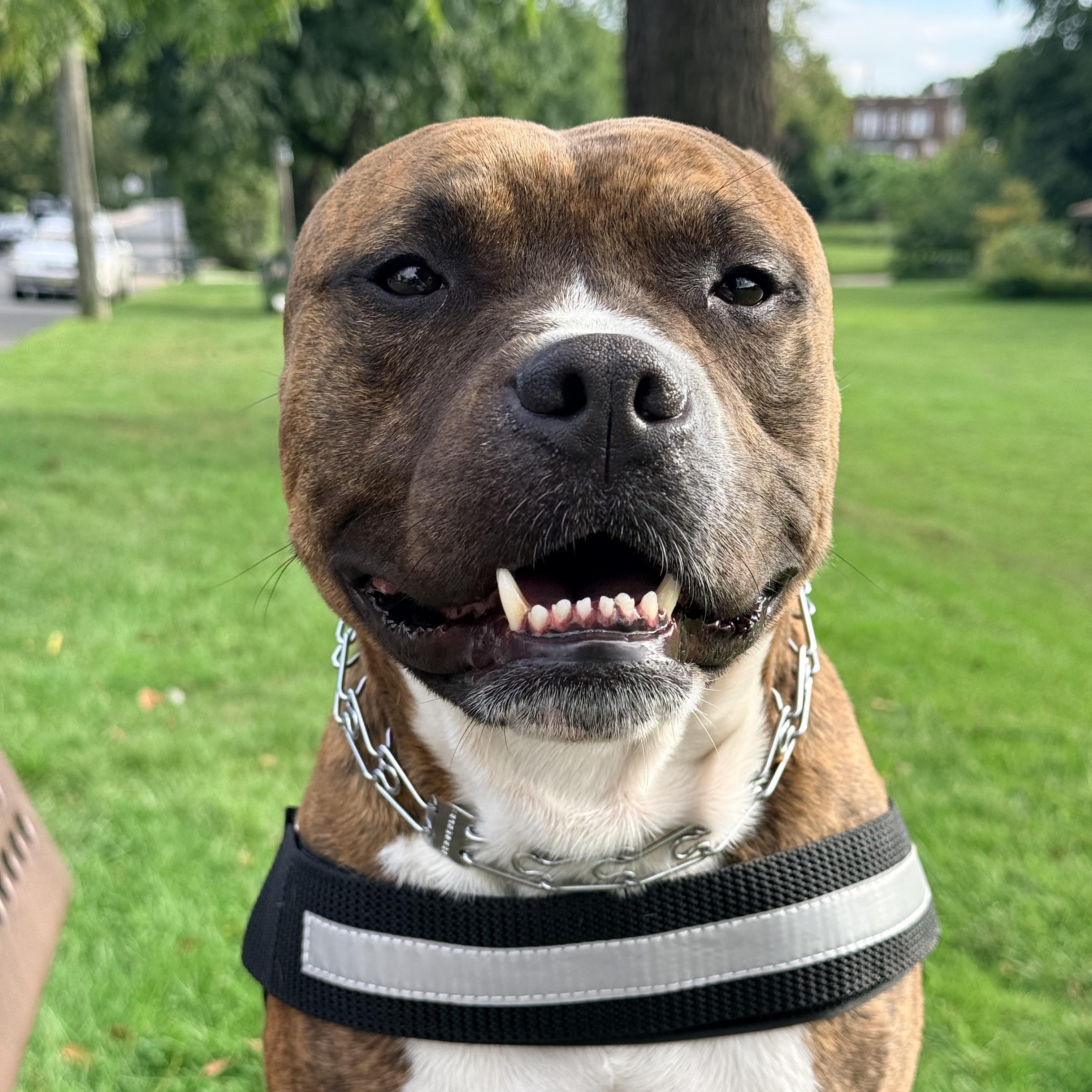 Enlarge Denver (Benito), a Adopted mixed breed in Newark, NJ image 1/4
