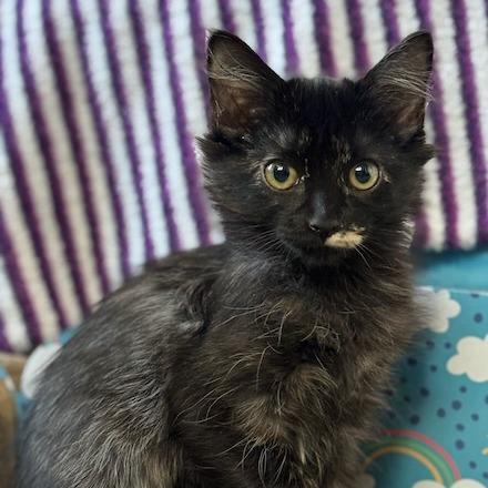Enlarge Sally, a Adoptable Domestic Long Hair in Pleasanton, CA image 1/6