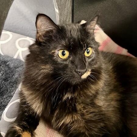 Sally, Adoptable, Young Female Domestic Long Hair.