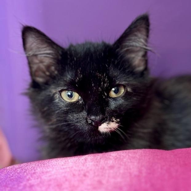 Enlarge Sally, a Adoptable Domestic Long Hair in Pleasanton, CA image 2/6