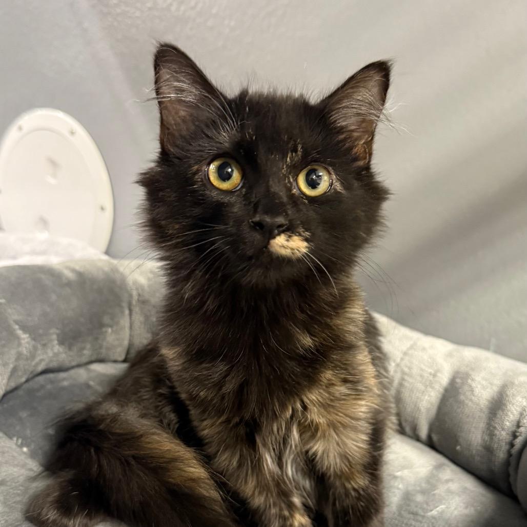 Enlarge Sally, a Adoptable Domestic Long Hair in Pleasanton, CA image 3/6