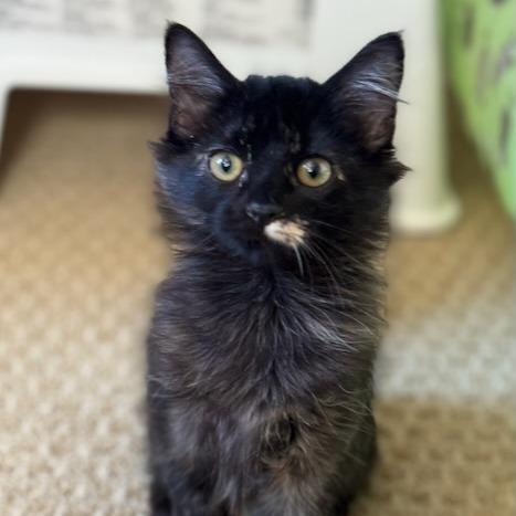 Enlarge Sally, a Adoptable Domestic Long Hair in Pleasanton, CA image 4/6