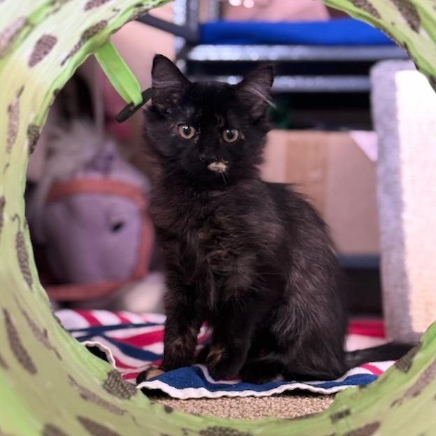 Enlarge Sally, a Adoptable Domestic Long Hair in Pleasanton, CA image 5/6