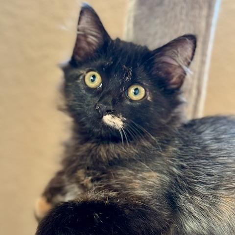 Enlarge Sally, a Adoptable Domestic Long Hair in Pleasanton, CA image 6/6