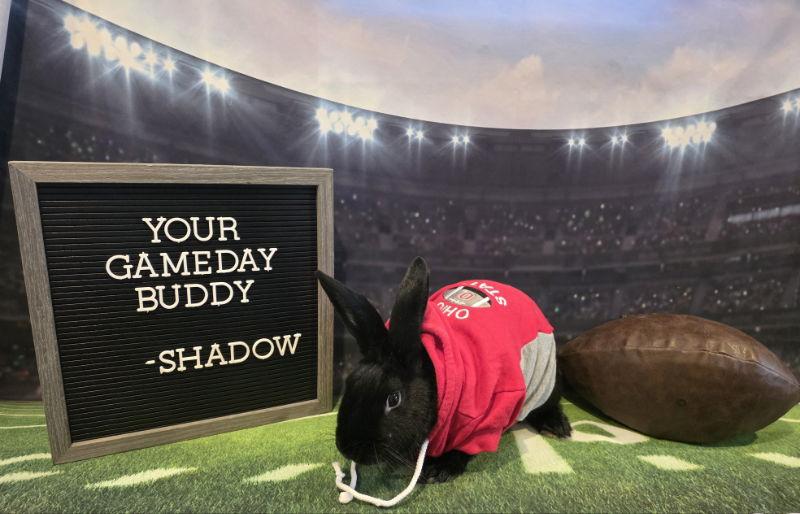 Enlarge Shadow, a Adoptable New Zealand in Columbus, OH image 1/3