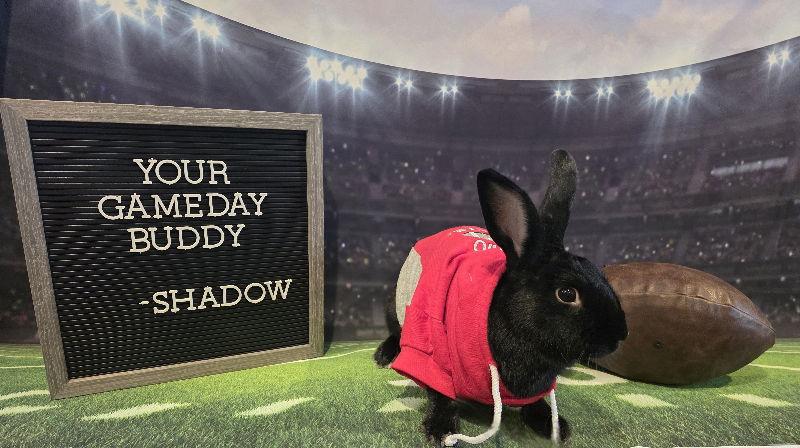 Enlarge Shadow, a Adoptable New Zealand in Columbus, OH image 2/3